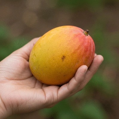Hand holding a fresh African mango fruit